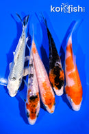 PACK OF (5) 4-5" STANDARD KOI