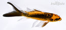 5.25" DOITSU ORENJI MATSUBA BUTTERFLY