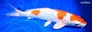 14.25" KIKUSUI