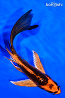 5.75" BENI KIKOKURYU BUTTERFLY