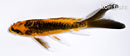 5.25" DOITSU ORENJI MATSUBA BUTTERFLY