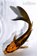 5.25" DOITSU ORENJI MATSUBA BUTTERFLY