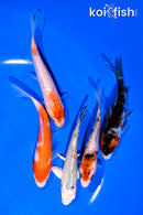 PACK OF (5) 4-5" STANDARD KOI