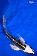 6" GIN MATSUBA BUTTERFLY