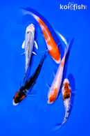 PACK OF (5) 4-5" STANDARD KOI