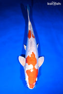 14.25" KIKUSUI