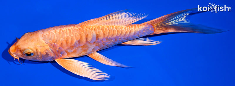 6.25" ARAGOKE ORENJI OGON BUTTERFLY