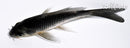 5" NEZU OGON BUTTERFLY