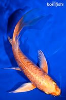 6.25" ARAGOKE ORENJI OGON BUTTERFLY