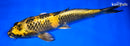 12.5" KIN KI UTSURI