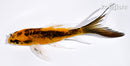 5.5" DOITSU ORENJI MATSUBA BUTTERFLY