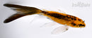 5.5" DOITSU ORENJI MATSUBA BUTTERFLY