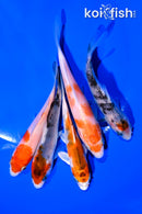 PACK OF (5) 4-5" STANDARD KOI