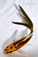 5.5" DOITSU ORENJI MATSUBA BUTTERFLY