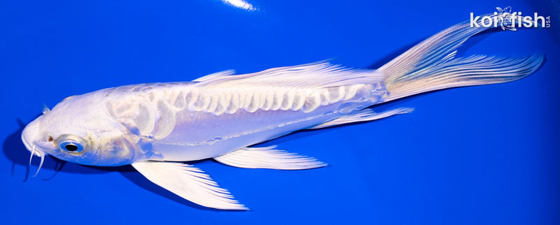 6.25" ARAGOKE PLATINUM OGON BUTTERFLY