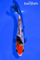 6" SANKE