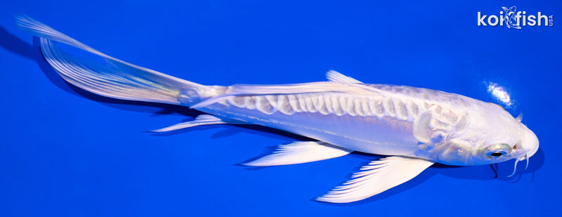 6.25" ARAGOKE PLATINUM OGON BUTTERFLY
