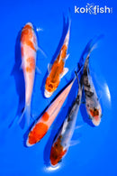 PACK OF (5) 4-5" STANDARD KOI