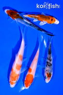 PACK OF (5) 4-5" STANDARD KOI