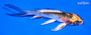 5.75" KUJAKU BUTTERFLY