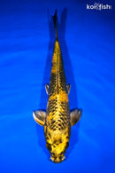 12.5" KIN KI UTSURI