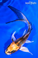 5.75" KUJAKU BUTTERFLY