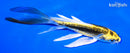 5.75" KIN KIKOKURYU BUTTERFLY
