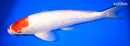 14.25" GINRIN KOHAKU
