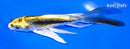 5.75" KIN KIKOKURYU BUTTERFLY