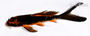 5.25" DOITSU ORENJI MATSUBA BUTTERFLY