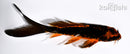5.25" DOITSU ORENJI MATSUBA BUTTERFLY