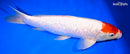 14.25" GINRIN KOHAKU