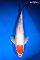 14.25" GINRIN KOHAKU