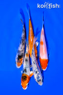 PACK OF (5) 4-5" STANDARD KOI