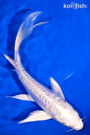 6.25" ARAGOKE PLATINUM OGON BUTTERFLY