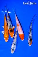 PACK OF (5) 4-5" STANDARD KOI