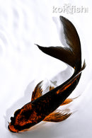 5.25" DOITSU ORENJI MATSUBA BUTTERFLY