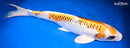 15.5" KUJAKU