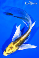 5.75" KIN KIKOKURYU BUTTERFLY