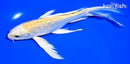 7.5" GINRIN YAMABUKI OGON BUTTERFLY