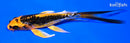 5.5" BENI KIKOKURYU BUTTERFLY
