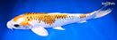 15.5" KUJAKU