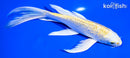 7.5" GINRIN YAMABUKI OGON BUTTERFLY