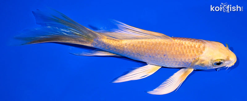 6.25" YAMABUKI OGON BUTTERFLY