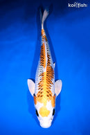 15.5" KUJAKU