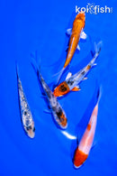 PACK OF (5) 4-5" STANDARD KOI
