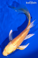 6.25" YAMABUKI OGON BUTTERFLY