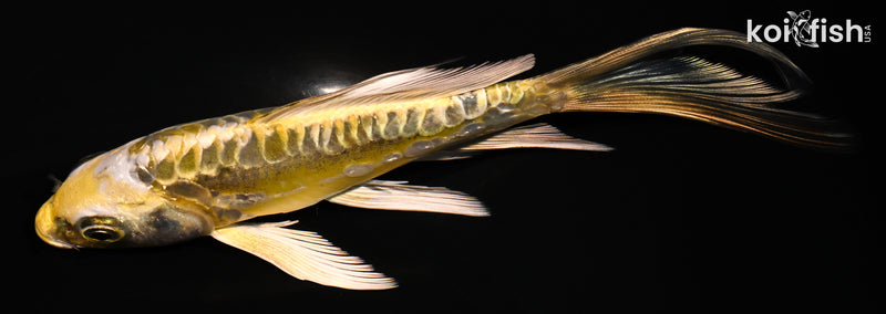 5.75" ARAGOKE KIN KIKOKURYU BUTTERFLY