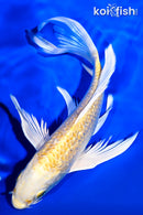 7.5" GINRIN YAMABUKI OGON BUTTERFLY