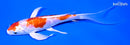 7.25" KIKUSUI BUTTERFLY
